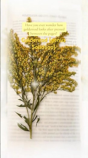 Goldenrod | Pressed Wildflower