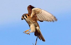 Biodiversity grows at AgriLife's Dallas Ecopark | AgriLife Today