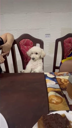 Dog Sits Like a Human While Being Scolded || ViralHog