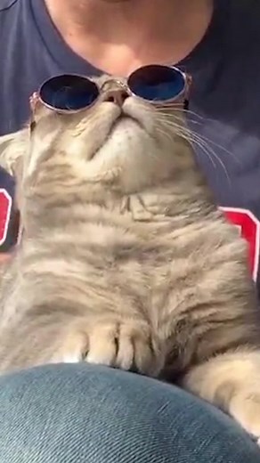 Cat sunglasses are officially the best purrchase of 2020 😻🕶 #catsoftiktok