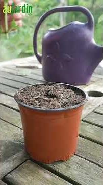 Je BOUTURE l'HORTENSIA, c'est FACILE et RAPIDE !