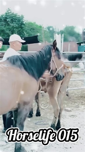 Horse and Cow Breeding Guide: Best Practices Explained