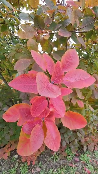 5.4K views · 1.7K reactions | Garden Idea on Reels | Facebook