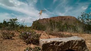 Explosions in the Sky - Bird Family