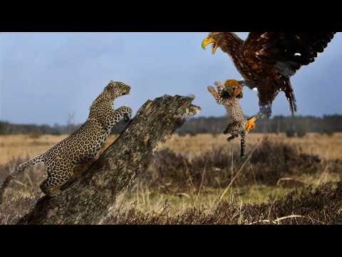 Leopardo D3struy3 a Águila Real Para Salvar A Su Cría - Poder Felino - Chita León Jaguar Leopardo.