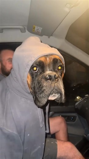 Boxer dog behavior #fyp #funnyvideos #dog #dogsoffb #funny | Linnea