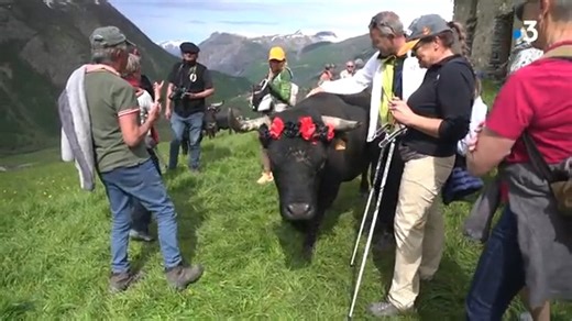 Plus d'une centaine de personnes ont accompagné les vaches pour leur #transhumance vers l'#alpage depuis la ferme du Lautaret, dans les Hautes-Alpes. Un rituel incontournable pour un grand nombre d'éleveurs qui marque l'arrivée de l'été. | FERME HAITZ ONDOA Larrea francis