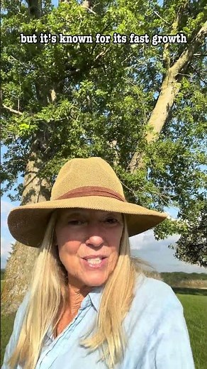 Silver Maples 🍁: Whirligigs and Other Secrets