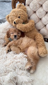 Which came first - the snuggle or the dream? Whatever it is, don’t wake me up. ✨🧸 🌙 #amidreaming #puppysnuggles #sleepypuppy #teddybear #goldendoodle #puppy #freckletoes #dream | Smeraglia's Teddy Bear Goldendoodles & Schnoodles