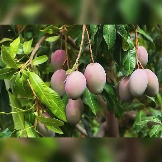 Different types of mango varieties