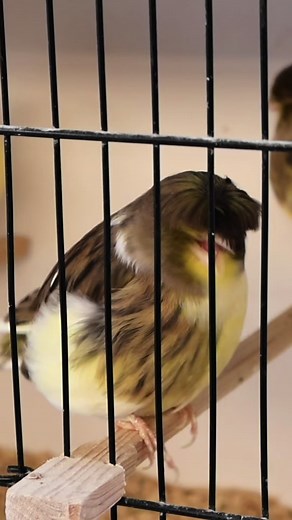 Exploring Gloster Canaries: A Guide from Beginner to Expert