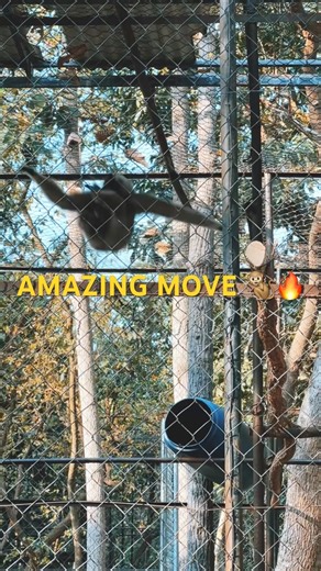 This Gibbon Moves Like a Pro Acrobat 😲 #shorts #viralvideo #animals