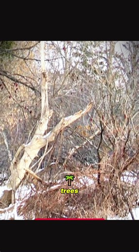 I am on the lookout for EXPLODING TREES in the heart of this extreme cold air mass tonight in Minnesota as temperatures could dip below -20F and water freezes rapidly within the tree trunks! This is what they might sound like #cold #winterstorm #icestorm