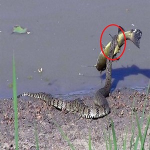 93K views · 357 reactions | Snakes Catch Fish In The Stream Join our group : Animal World . Thank you so much ! <3 <3 | Wild Animals | Facebook