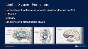 VIDEO: Epilepsy and the Limbic System