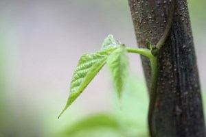 How To Identify Stages Of Bean Seed Germination - Garden Guides