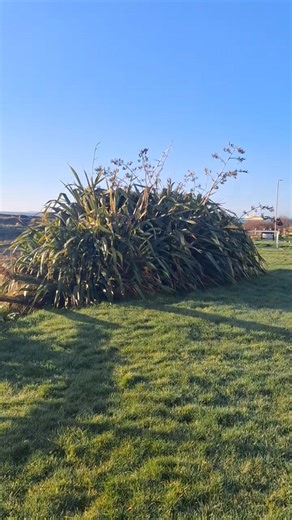 Enjoy beautiful green view