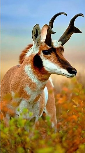 Fastest animals on the Earth| World's Fastest animals