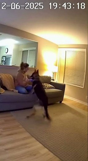 German Shepherd Protects Owner Seconds Before Ceiling Collapse
