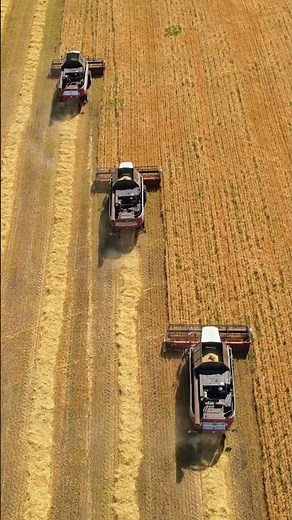 Golden Fields: Wheat Harvesting in Action