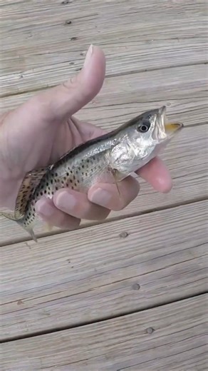 More "Micro Fishing" - Speckled Trout Shorty