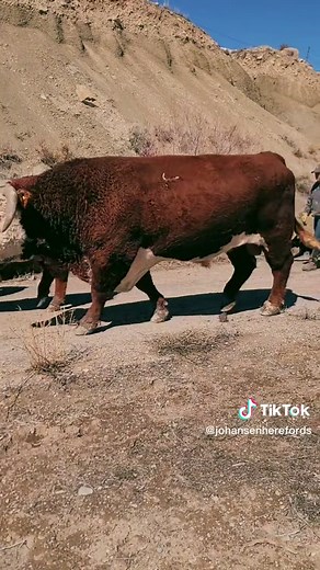 Herd Bulls Semen and Trich Testing for Spring Breeding Season