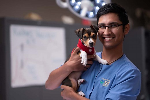 Veterinary Assistant