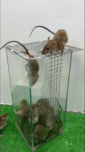 ペットボトルを使った簡単なネズミ捕り / 世界最高のネズミ捕り