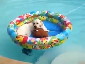 43K views · 2.1K reactions | Le LATINO SHOW (5h30-9h): Ça y est on est en mode week-end! On va faire comme ce petit toutou, on va s'installer à la piscine et tout oublier! Ça vous plaît? Sinon, qu'est-ce que vous avez prévu pour ce week-end? | LATINA | Facebook