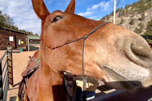Colorado club exclusively for mule lovers