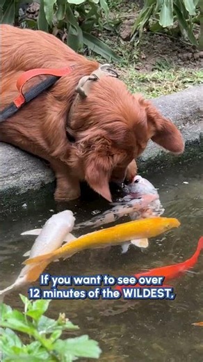 Weird & Wonderful Animal Best Friends 🤪