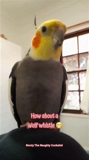 Monty The Naughty Cockatiel takes his workout routine very seriously. Monty doing push-ups 😂💪