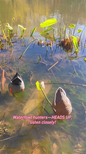 Essential Duck Decoys for Successful Waterfowl Hunting