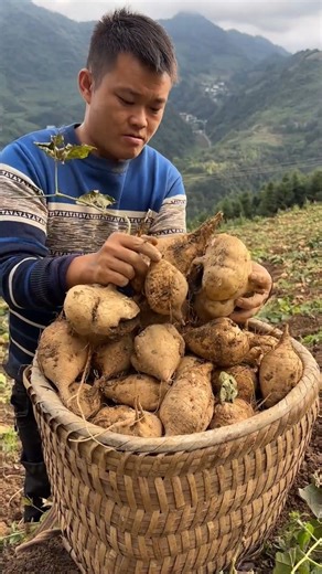 34K views · 1.8K reactions | Capturing authentic rural life on Douyin, Yunnan's genuine countryside, enchanted by rustic charm, rural life, recognizing ripe homegrown potatoes #用抖音记录农村真实生活 #有一种叫云南的生活 #乡村烟火气最抚凡人心 #我的乡村生活 #懂事的孩子 ，自家种的凉薯成熟了 | China country life | Facebook