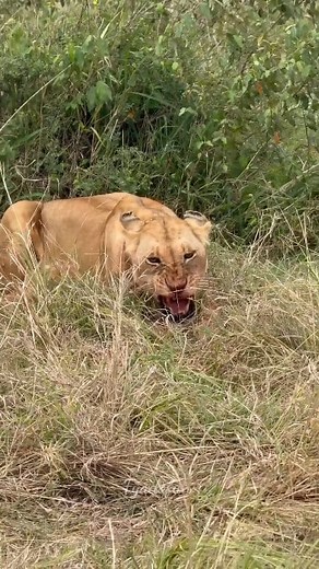 125K views · 2.9K reactions | Angry Lioness: Don’t Touch My Food! 女 The cubs tried… but Mom gave a direct warning!  No sharing — that’s the Lioness Rule! 女 #AngryLioness #LionCubs #WildlifeReels #JungleLife #ViralReels #TrendingNow #NatureDrama #wildlife #shorts #safari #nature #fblifestyle | Fyado fun | Facebook