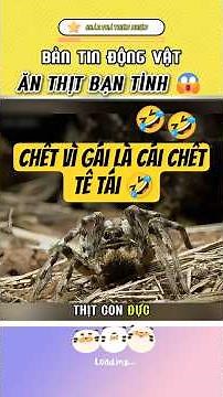 Why Female Wolf Spiders Must Eat Their Mates