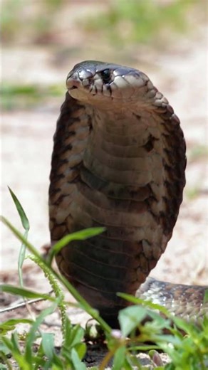 King Cobra इतना खतरनाक क्यों होता है? 😱🐍 #reels #facts #cobra #snake