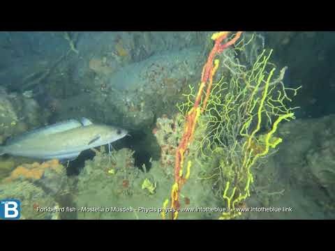 Forkbeard fish - Musdea o Mostella - Phycis phycis - www.intotheblue.it