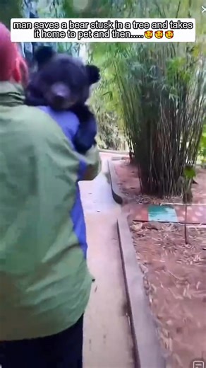 77K views · 2.1K reactions | Heartwarming Rescue of a Little Bear from a Tree | I Love Dogs | Facebook