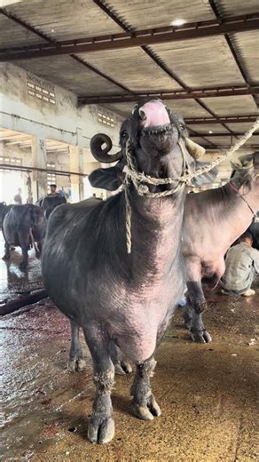 Behind the Scenes of Qurbani | Real Slaughterhouse Process