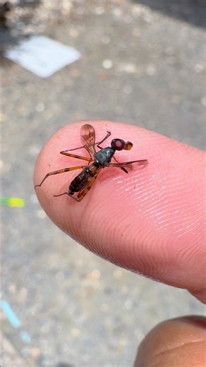 Insects #naturelovers
