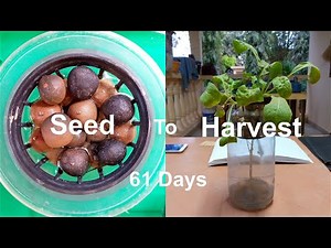 How to Grow Arugula in a Kratky System | Seeds to Harvest (61 Days)