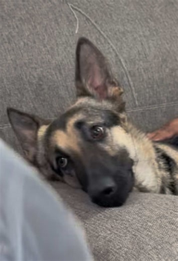 Sam quería un regalo 🎁 #perroprotector #paratiiiiiiiiiiiiiiiiiiiiiiiiiiiiiii #perros #comedia