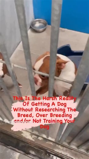 Southend Dog Training | Harsh reality of not training your dog or doing your research and not to mention back yard breeding 🥲 But sometimes there is a happy... | Instagram