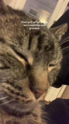 Mon chat doit vs parler #newmusic #bruxelles