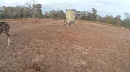 Spring Axis season is rolling and the calendar is filling quick. 🔥 The best dates always go first — and there aren’t many left. Get in, hunt hard, and make it count. Message or call to book 📱 979-877-8348 | South Texas Hunting Outfitters