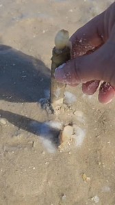 Sea knife #The Magic Sea Knife #snail | Ismail jlaida.