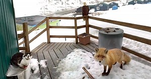 An eagle, a fox, and a cat all getting along fine.