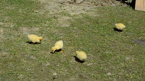 Ducklings feeding in a field - Free Stock Video