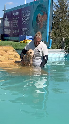 Nervous girl Cleo had a confidence building swim with the support of her human 🐾💕💦🇬🇧 | Canine Dip and Dive Maldon